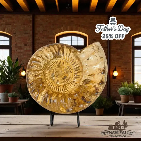 Real Jurassic Ammonite Front View - Putnam Valley Trading