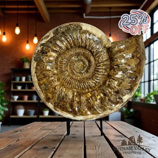 Authentic Jurassic Ammonite Fossil - Putnam Valley Trading Co.