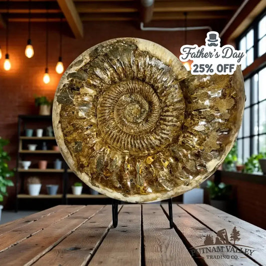 Authentic Jurassic Ammonite Fossil - Putnam Valley Trading Co.