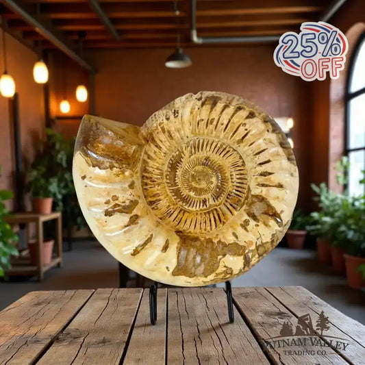 Authentic Jurassic Ammonite Fossil - Putnam Valley Trading Co.