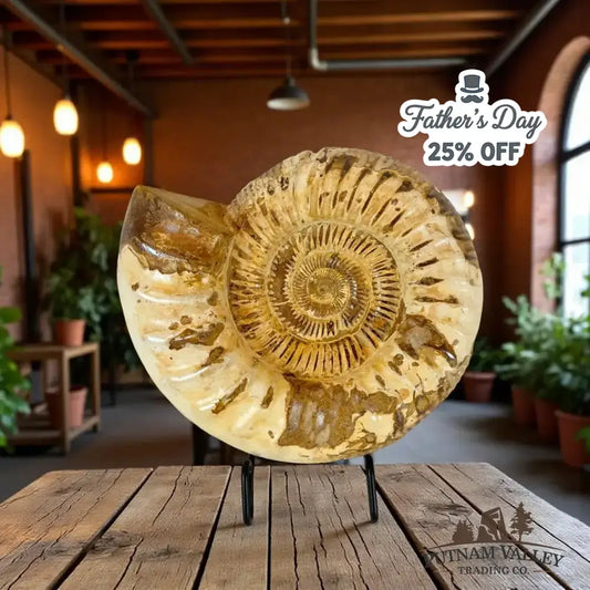 Authentic Jurassic Ammonite Fossil - Putnam Valley Trading Co.