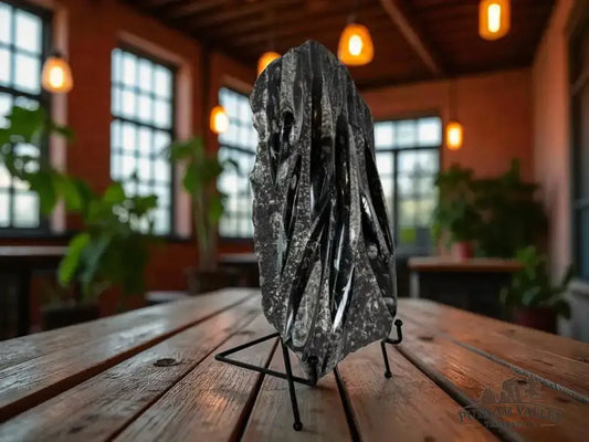 Authentic Orthoceras Fossil Slab Front View - Putnam Valley Trading