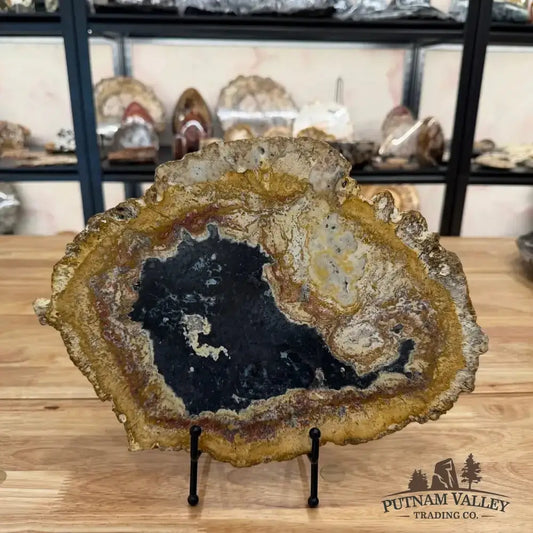 Authentic Petrified Palmwood Slab - Putnam Valley Trading Co.