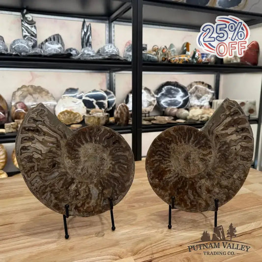 Authentic Reserve Moroccan Ammonite Pair 10" - Putnam Valley Trading Co.