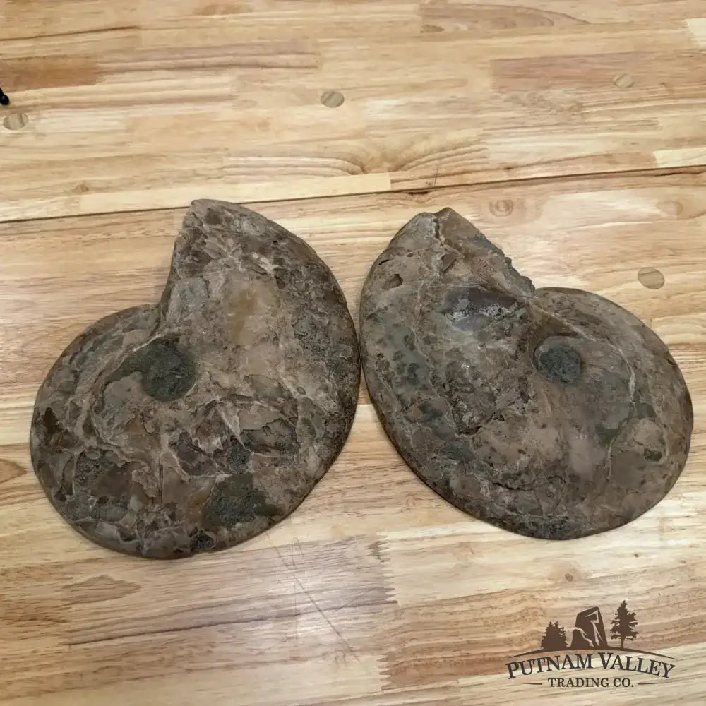 Authentic Reserve Moroccan Ammonite Pair 10" - Putnam Valley Trading Co.