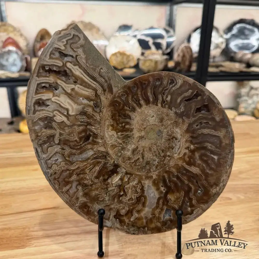 Authentic Reserve Moroccan Ammonite Pair 10" - Putnam Valley Trading Co.