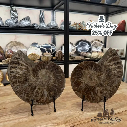 Authentic Reserve Moroccan Ammonite Pair 10" - Putnam Valley Trading Co.