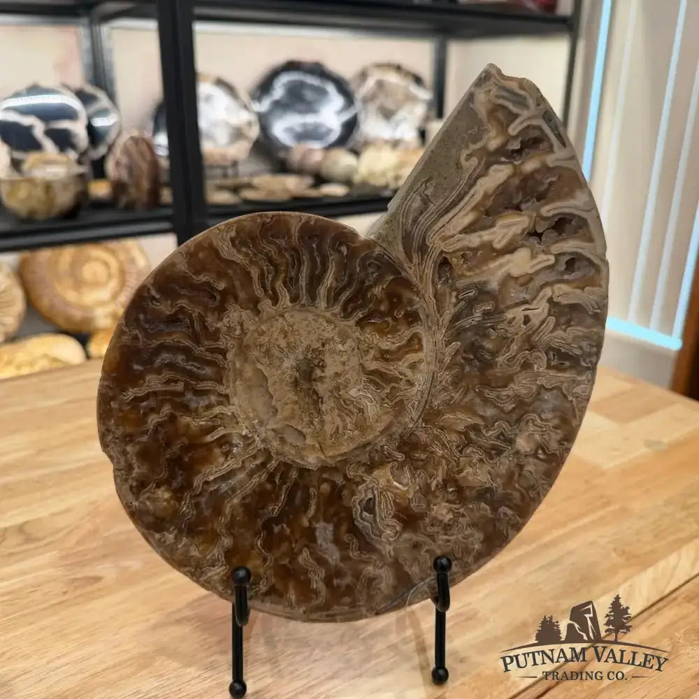 Authentic Reserve Moroccan Ammonite Pair 10" - Putnam Valley Trading Co.