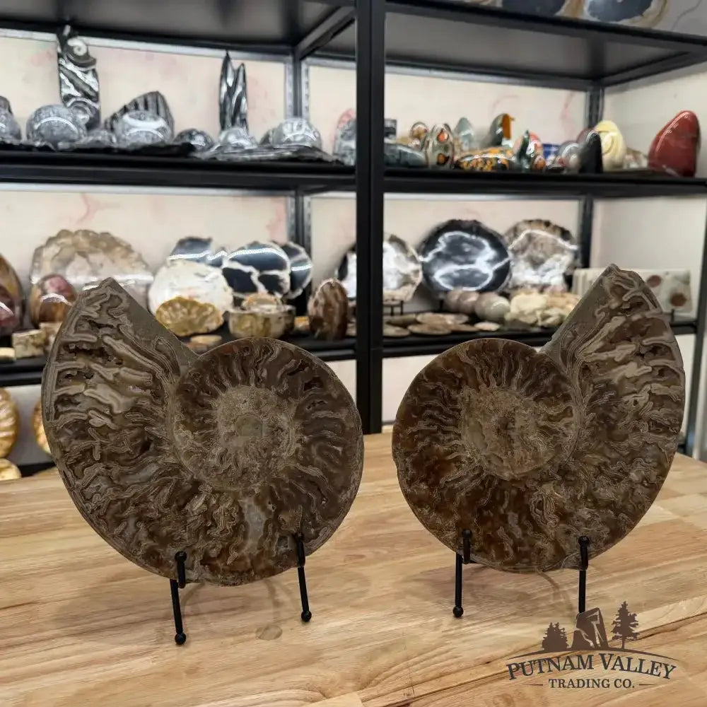 Authentic Reserve Moroccan Ammonite Pair 10" - Putnam Valley Trading Co.