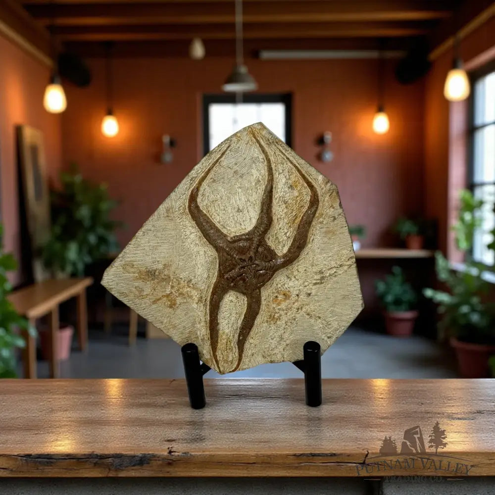 Brittle Star Fossil Fossil