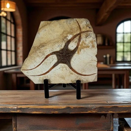 Brittle Star Fossil Fossil