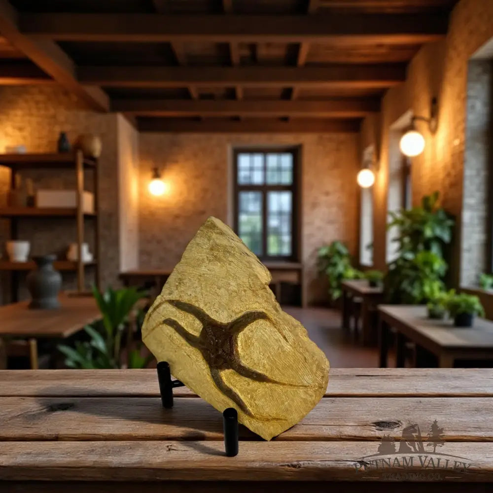 Brittle Star Fossil Fossil