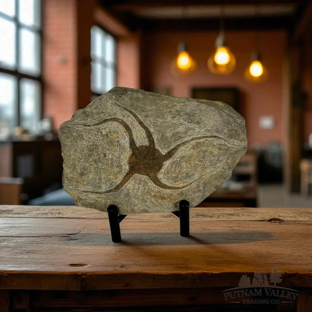 Brittle Star Fossil Fossil