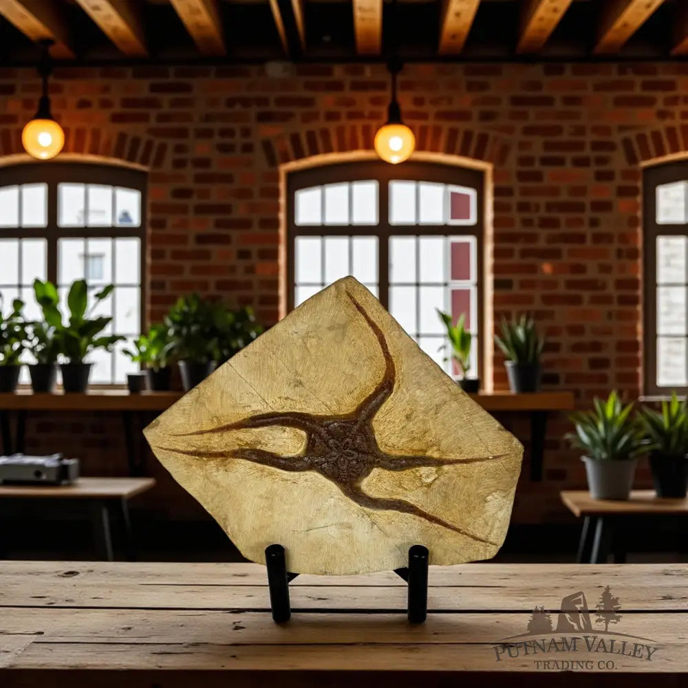 Brittle Star Fossil Fossil