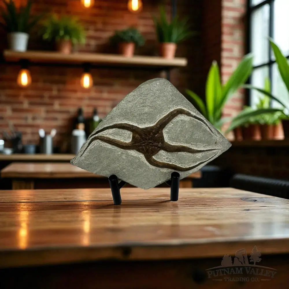 Brittle Star Fossil Fossil