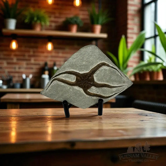 Brittle Star Fossil Fossil