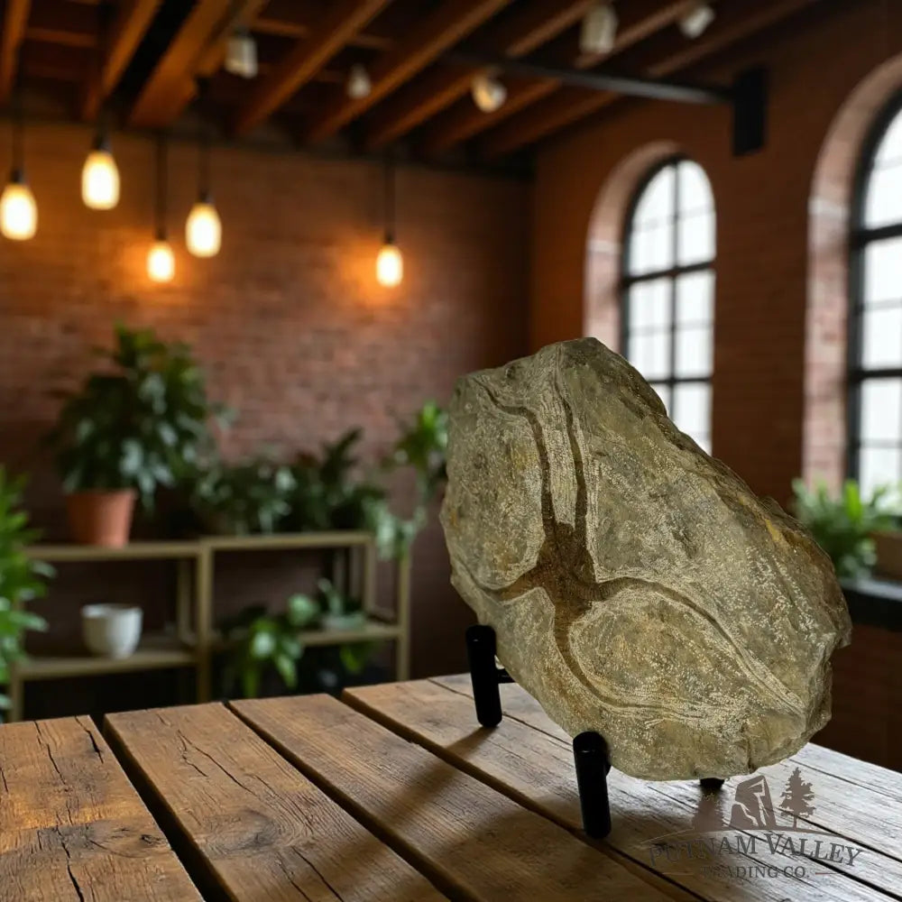 Brittle Star Fossil Fossil