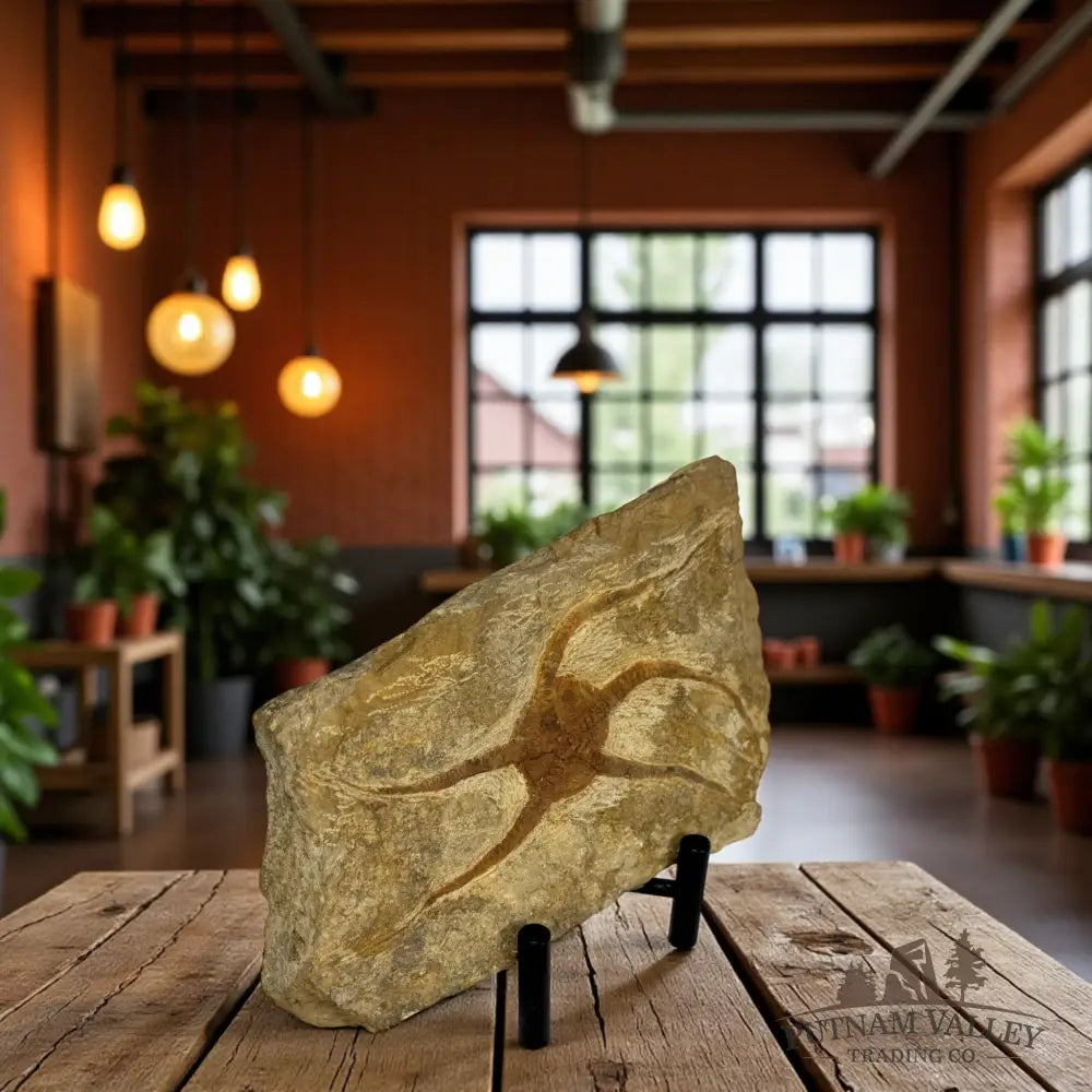 Brittle Star Fossil Fossil