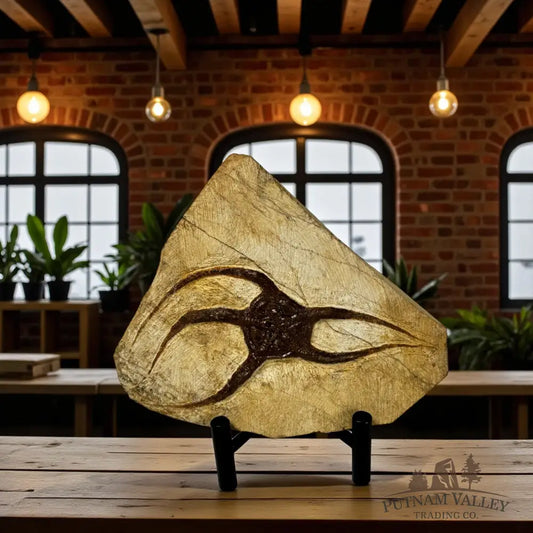 Brittle Star Fossil Fossil