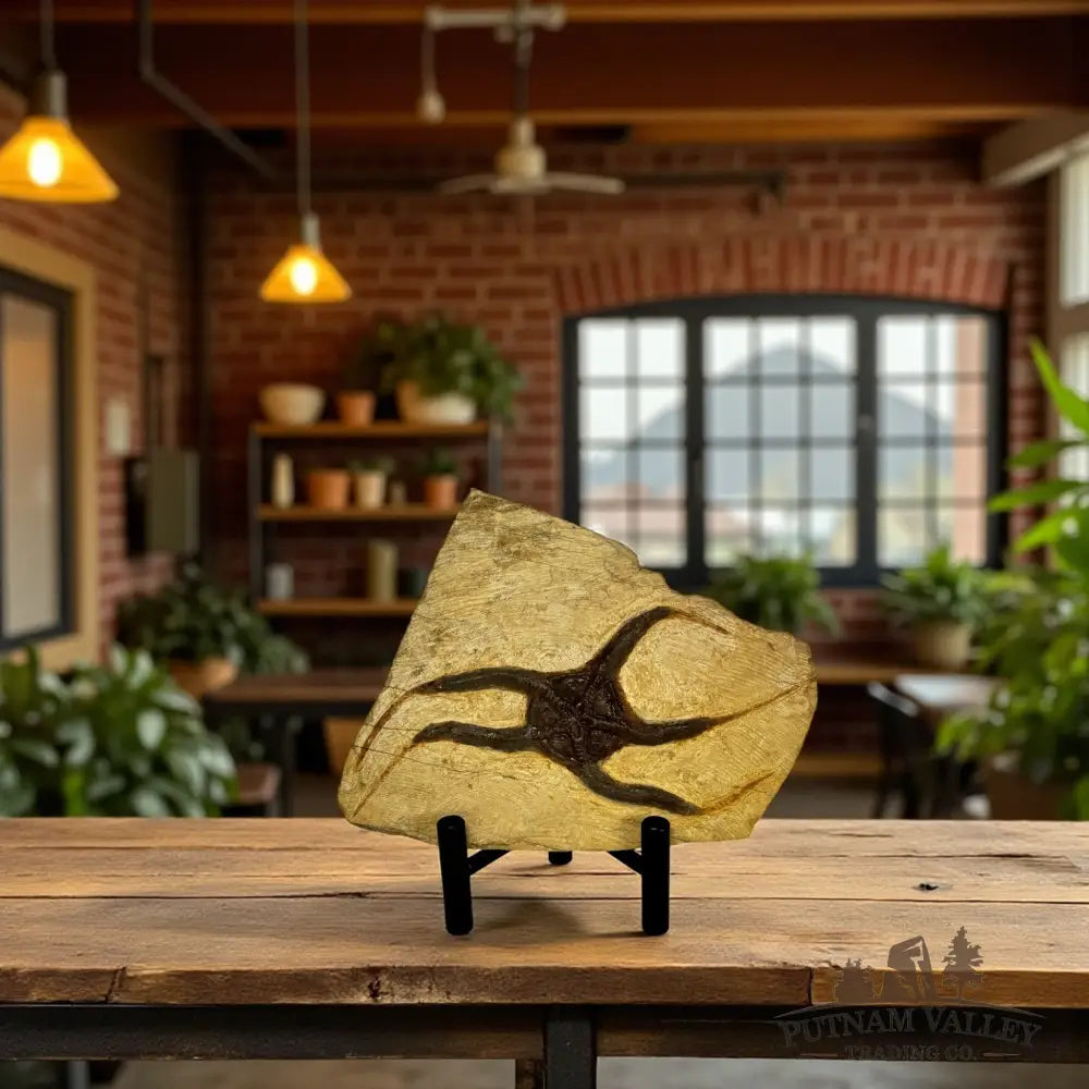 Brittle Star Fossil Fossil