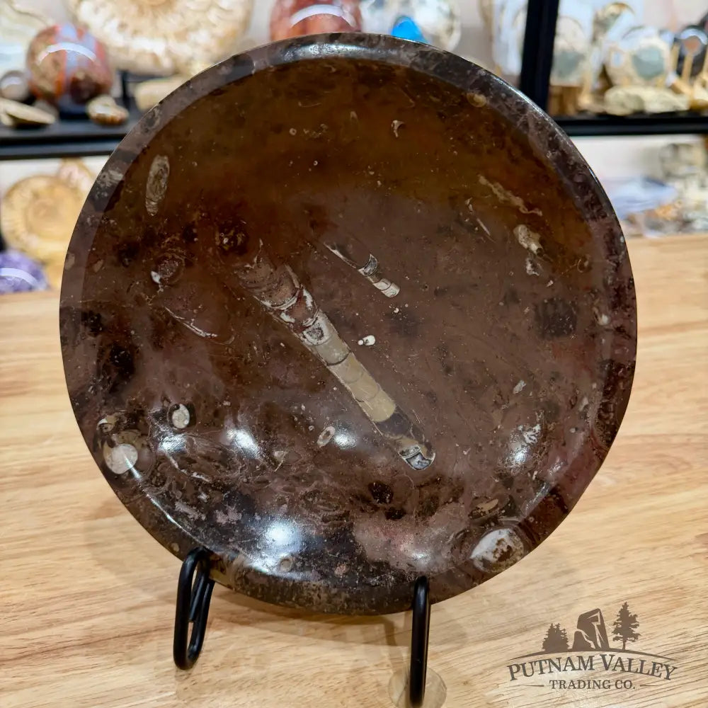 Brown Orthoceras Fossil Bowl 8’’ - Fossil Bowl