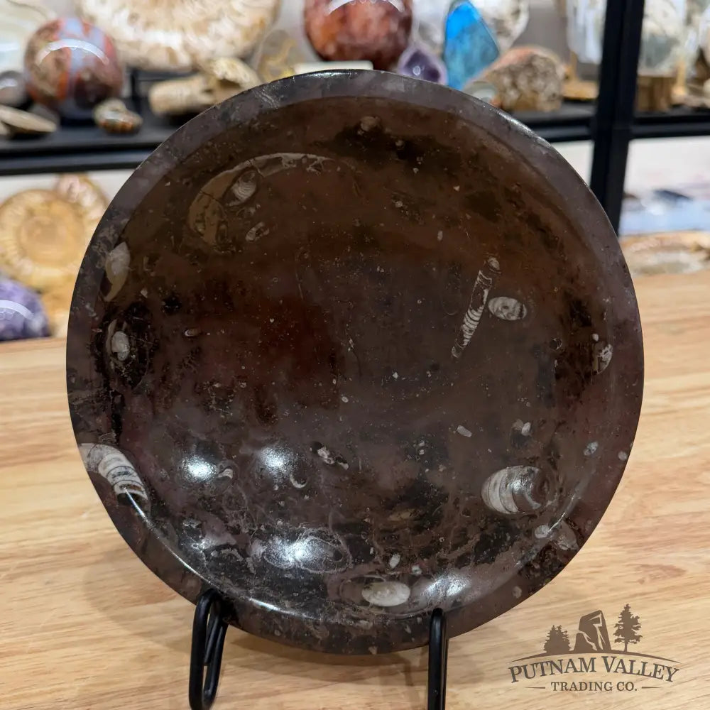Brown Orthoceras Fossil Bowl 8’’ - Fossil Bowl