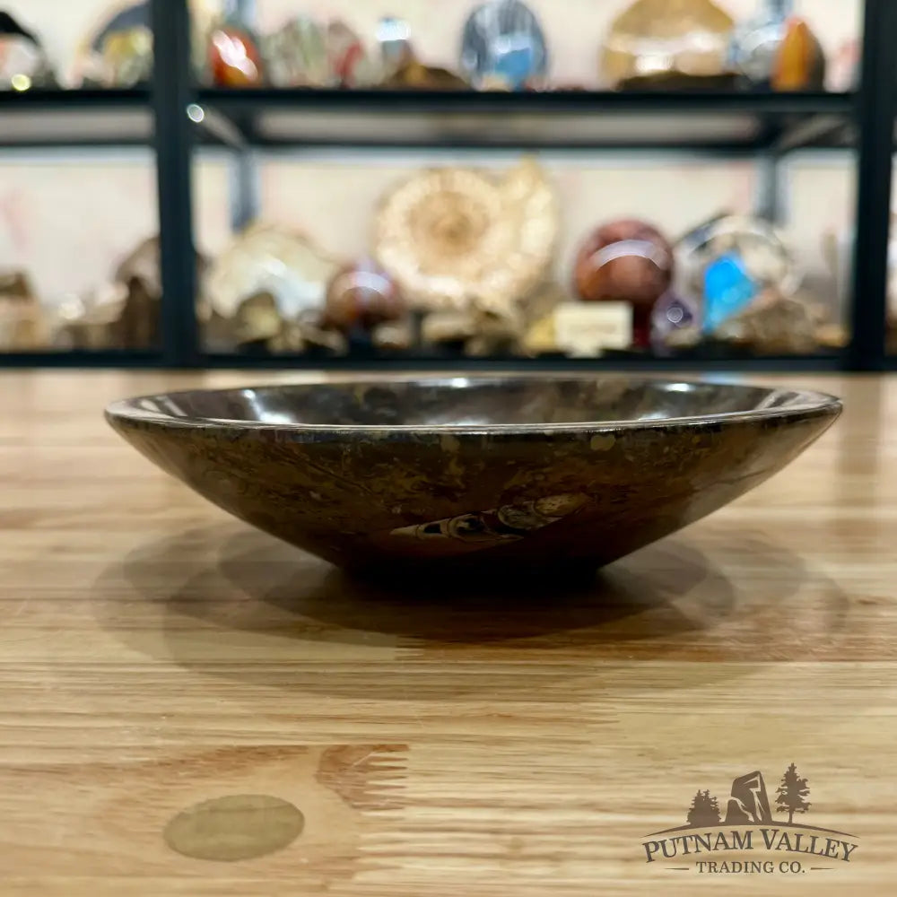 Brown Orthoceras Fossil Bowl 8’’ - Fossil Bowl