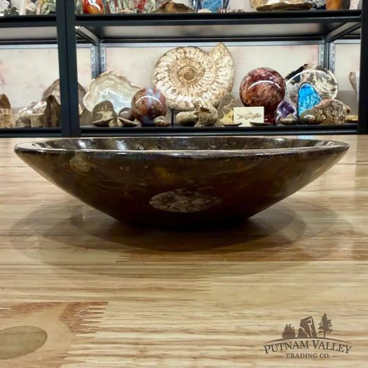 Brown Orthoceras Fossil Bowl 8’’ - Fossil Bowl