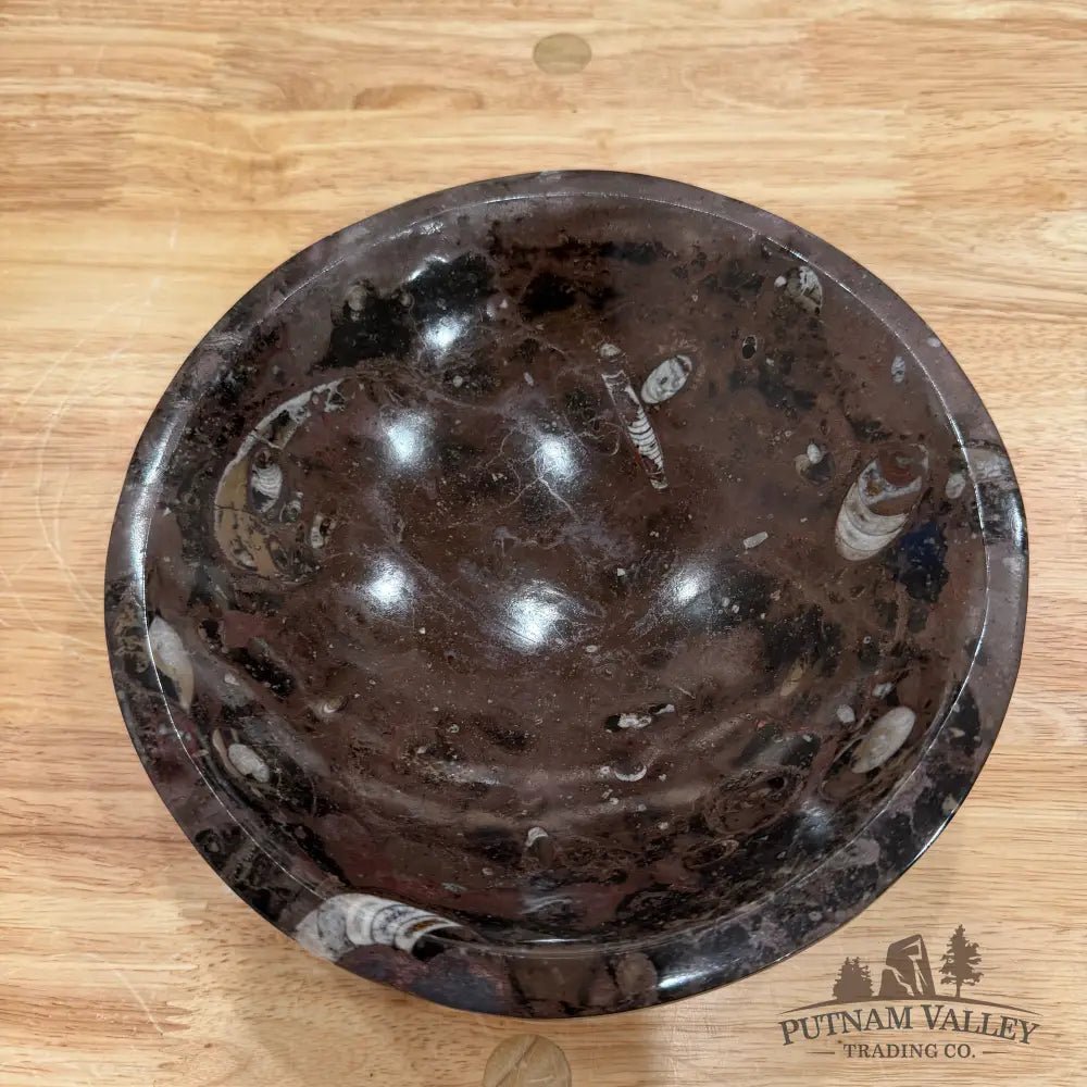 Brown Orthoceras Fossil Bowl 8’’ - Fossil Bowl