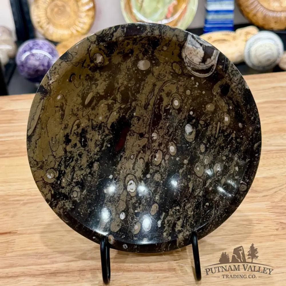 Brown Orthoceras Fossil Bowl 8’’ - Fossil Bowl