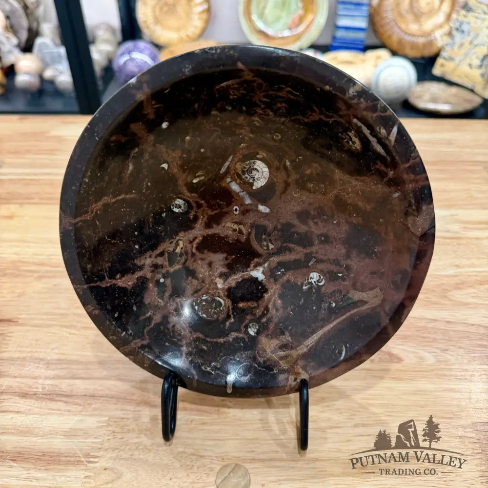 Brown Orthoceras Fossil Bowl 8’’ - Fossil Bowl