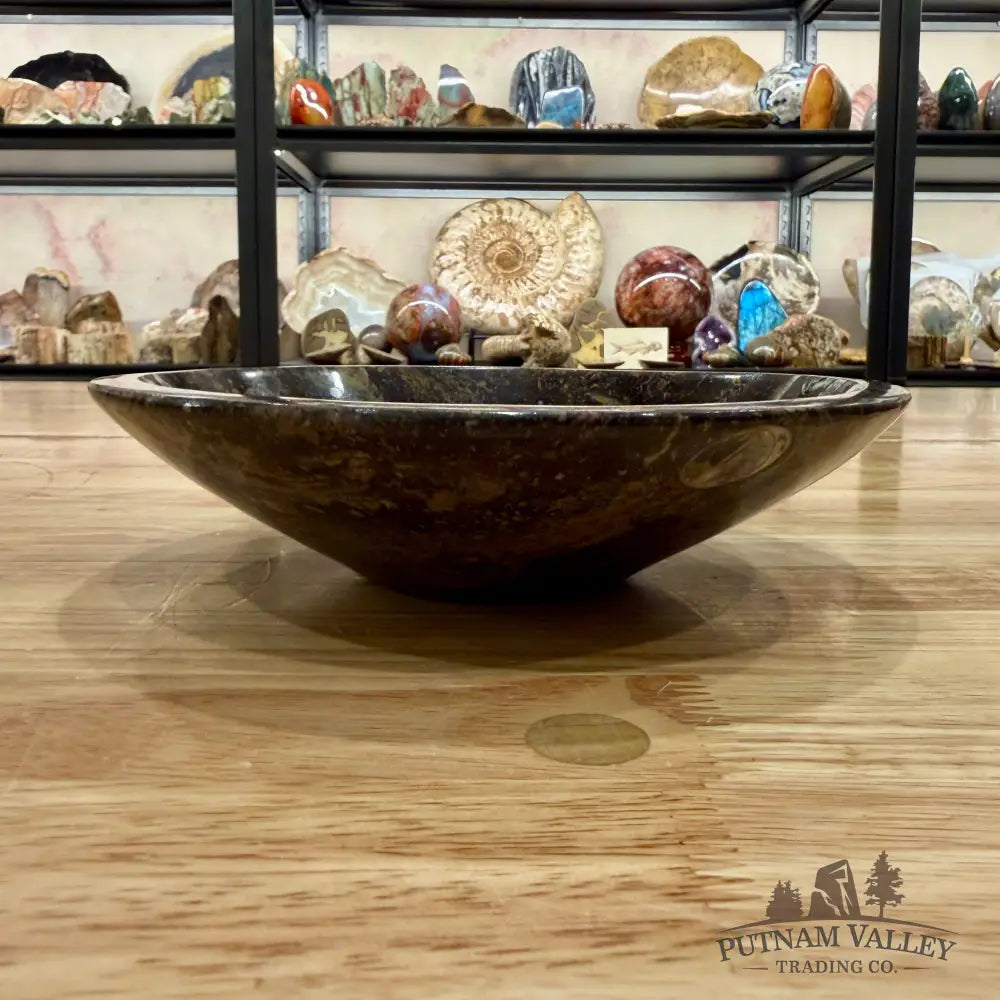 Brown Orthoceras Fossil Bowl 8’’ - Fossil Bowl