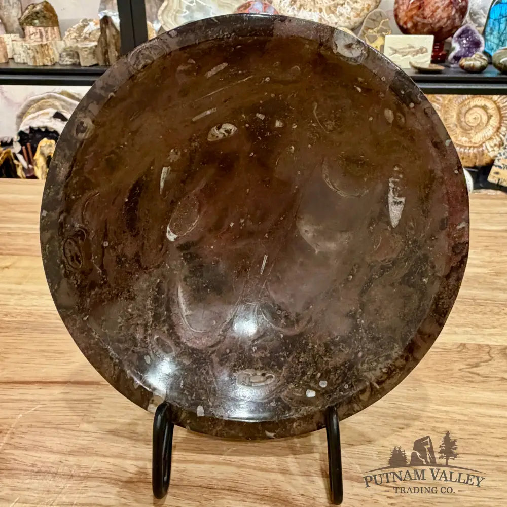 Brown Orthoceras Fossil Bowl 8’’ - Fossil Bowl