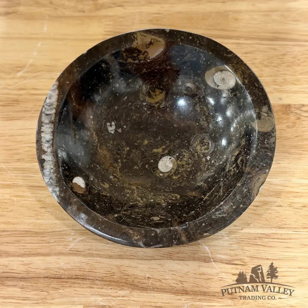 Brown Orthoceras Fossil Bowls 4.5’’ - Fossil Bowl