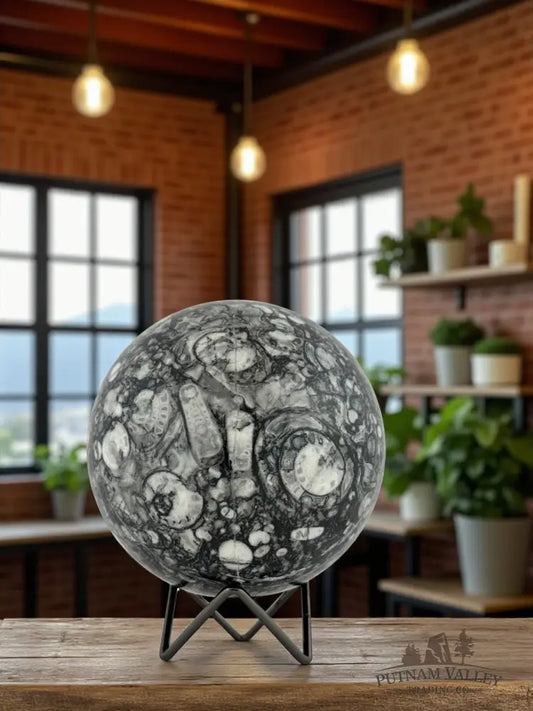 Conch Fossil Sphere Sphere