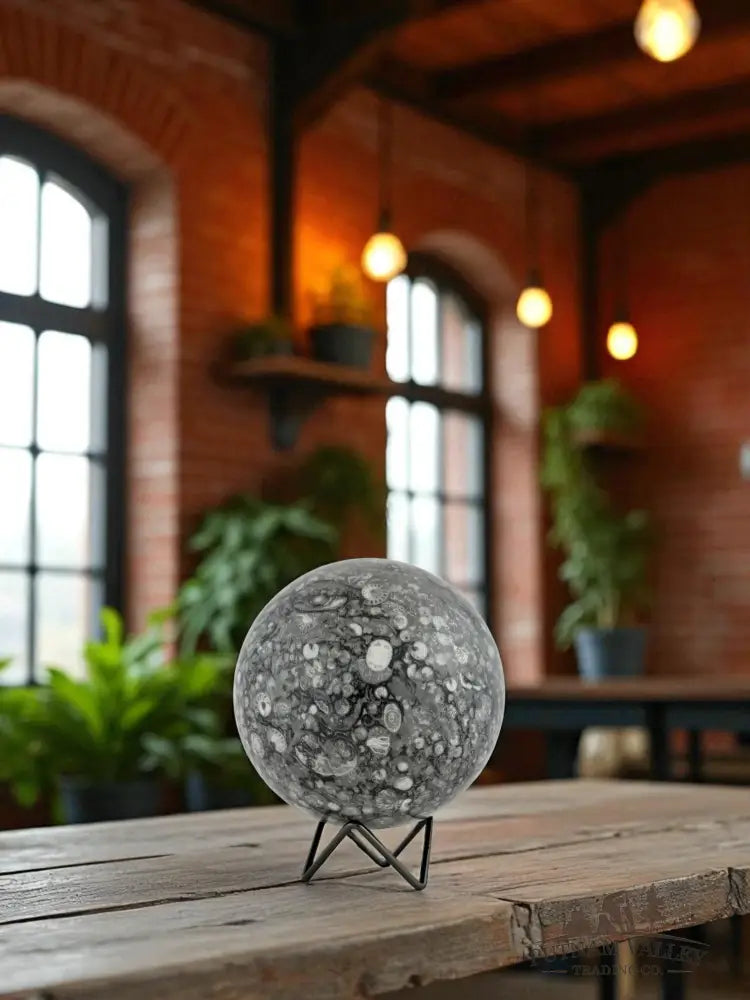 Conch Fossil Sphere Sphere