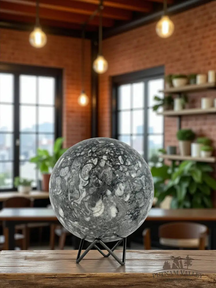 Conch Fossil Sphere Sphere