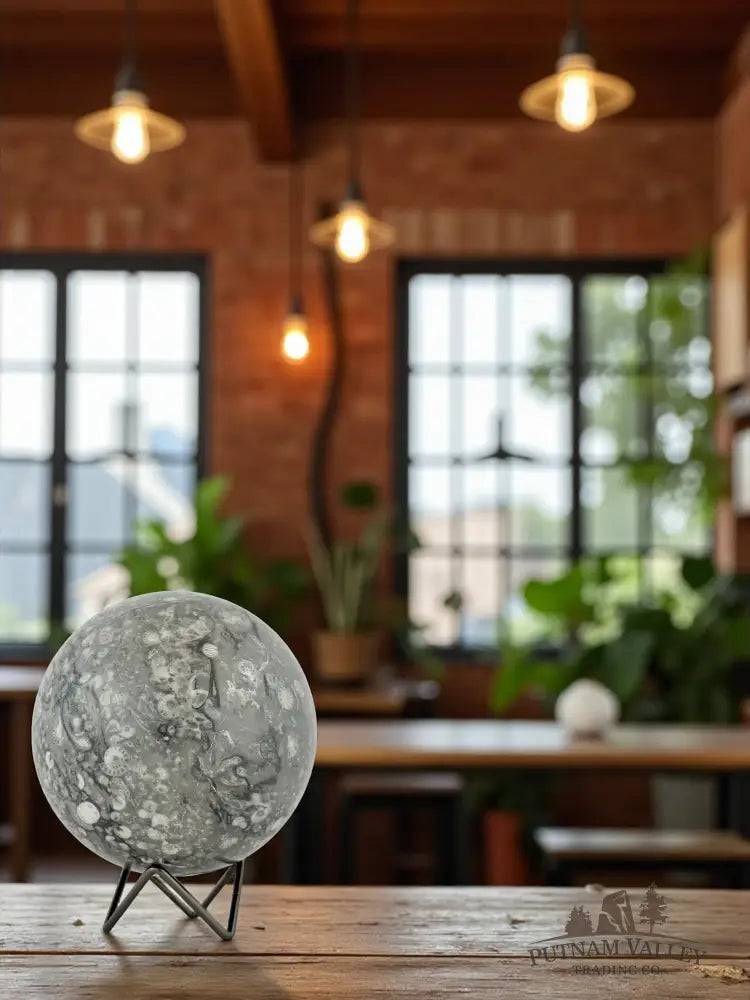 Conch Fossil Sphere Sphere