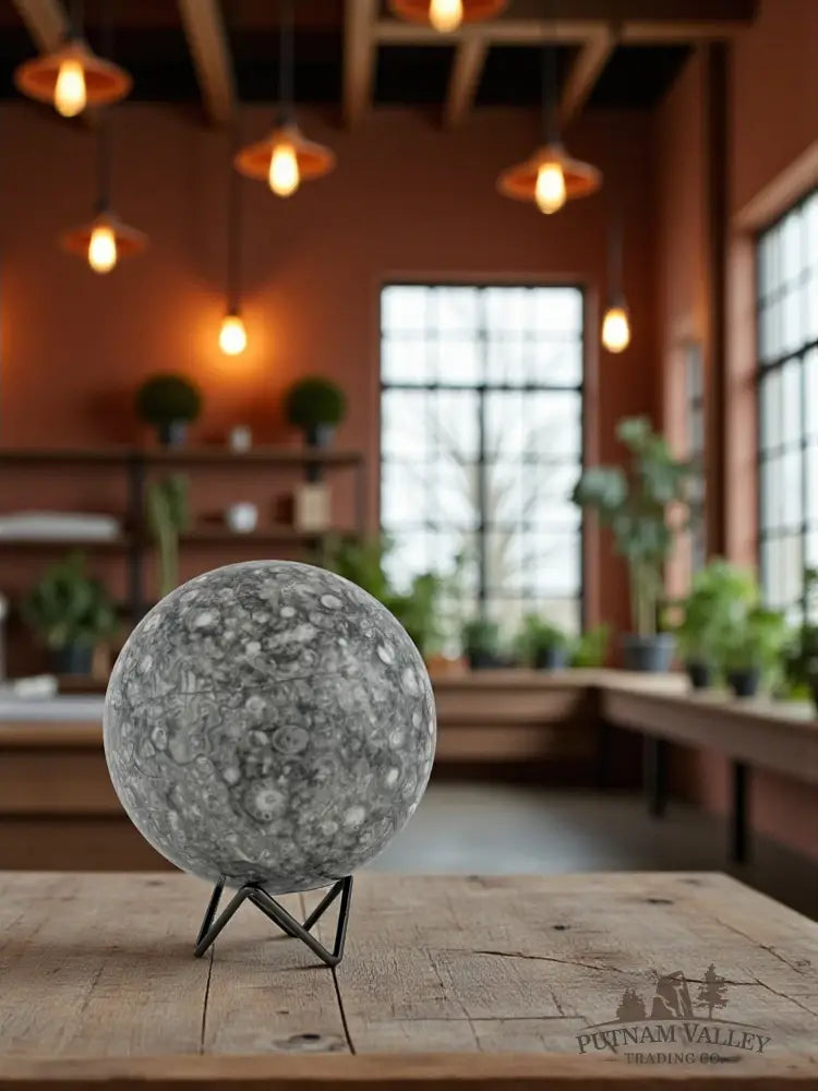 Conch Fossil Sphere Sphere