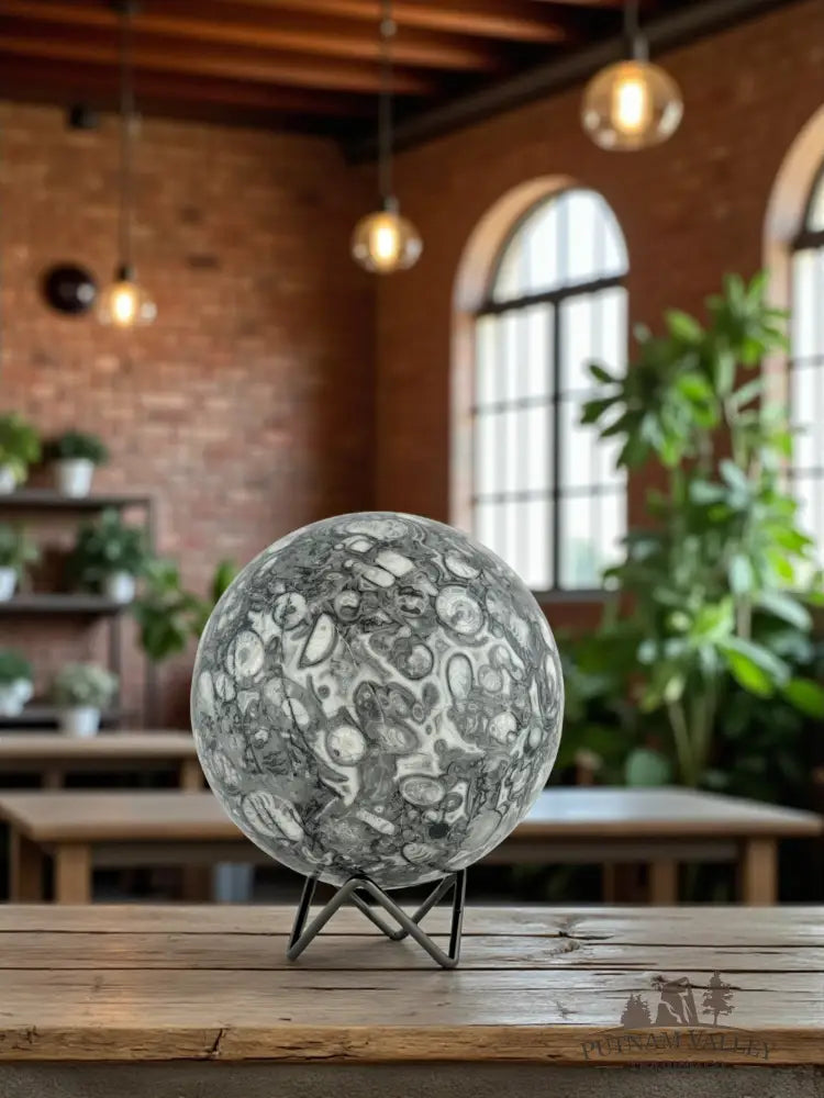 Conch Fossil Sphere Sphere