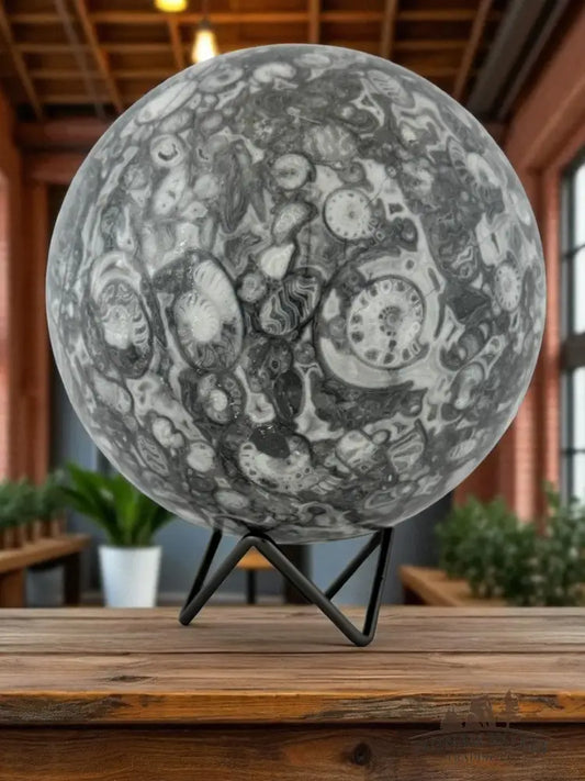 Conch Fossil Sphere Sphere