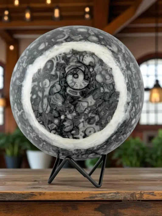 Conch Fossil Sphere Sphere