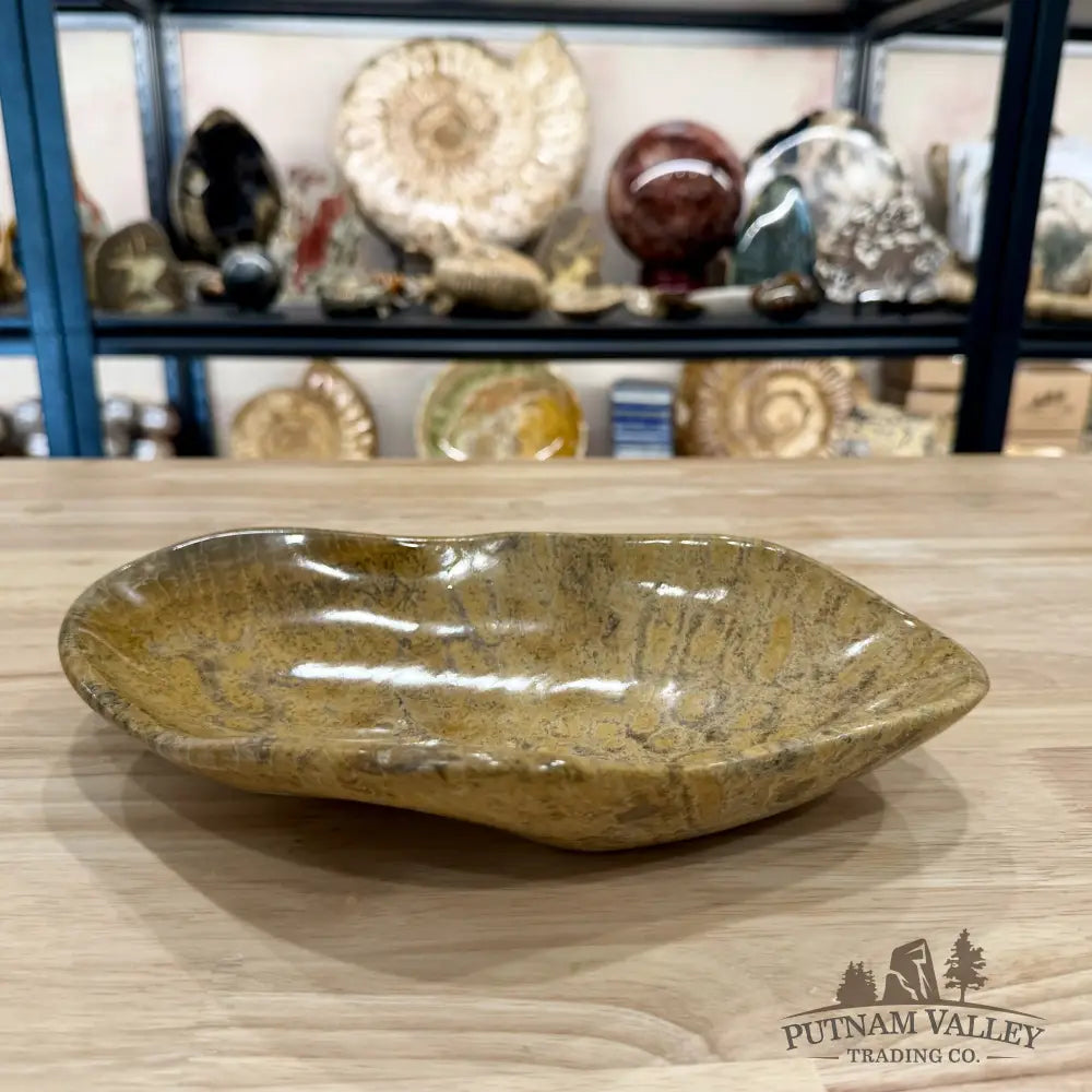Coral Fossil Bowl 10.68’’ | Morocco - Fossil Bowl