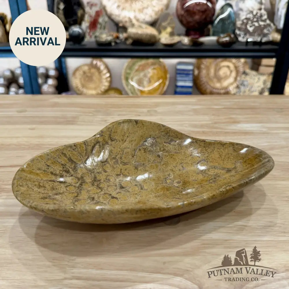 Coral Fossil Bowl 10.68’’ | Morocco - Fossil Bowl