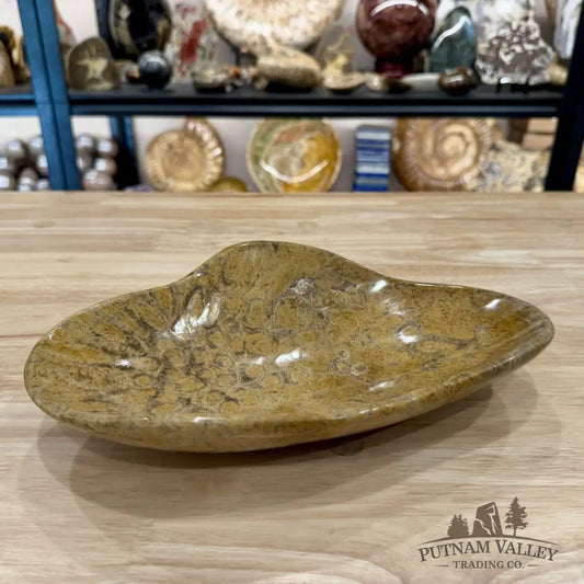 Coral Fossil Bowl 10.68’’ | Morocco - Fossil Bowl