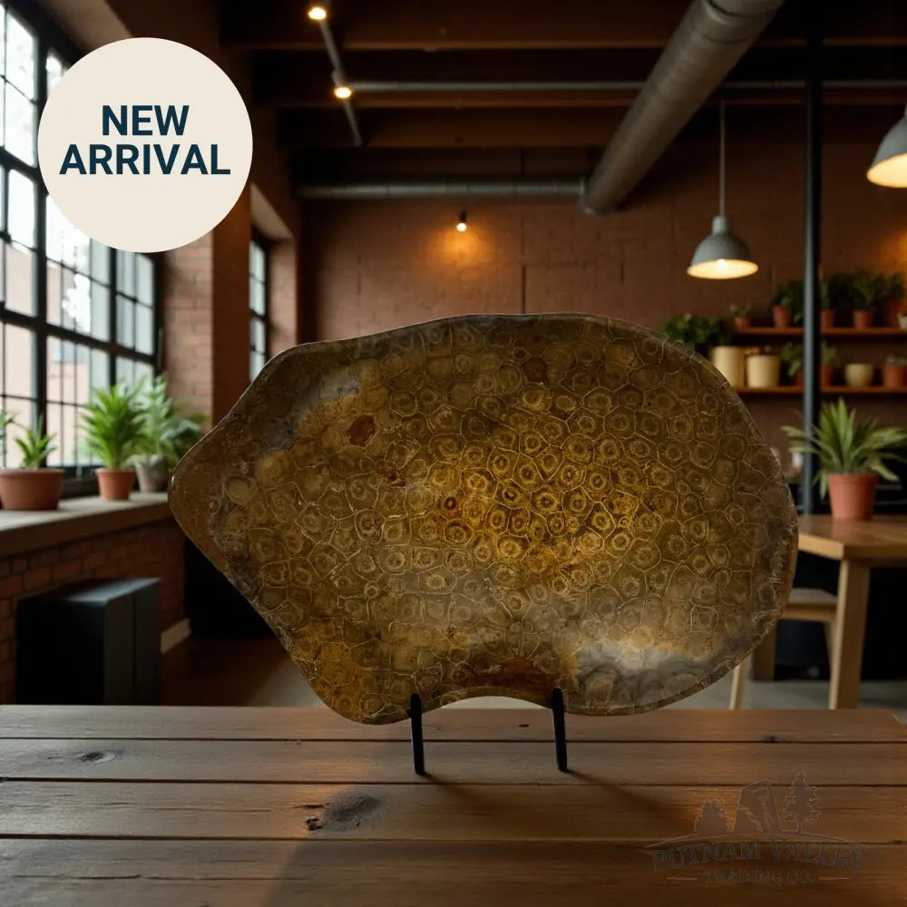 Coral Fossil Bowl Fossil Bowl