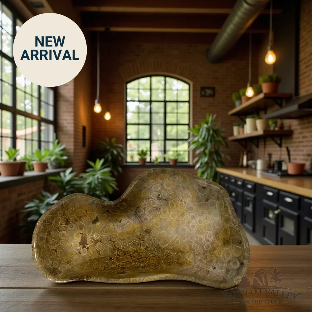 Coral Fossil Bowl Fossil Bowl