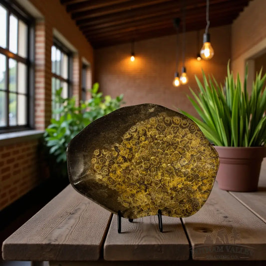 Coral Fossil Bowl Fossil Bowl