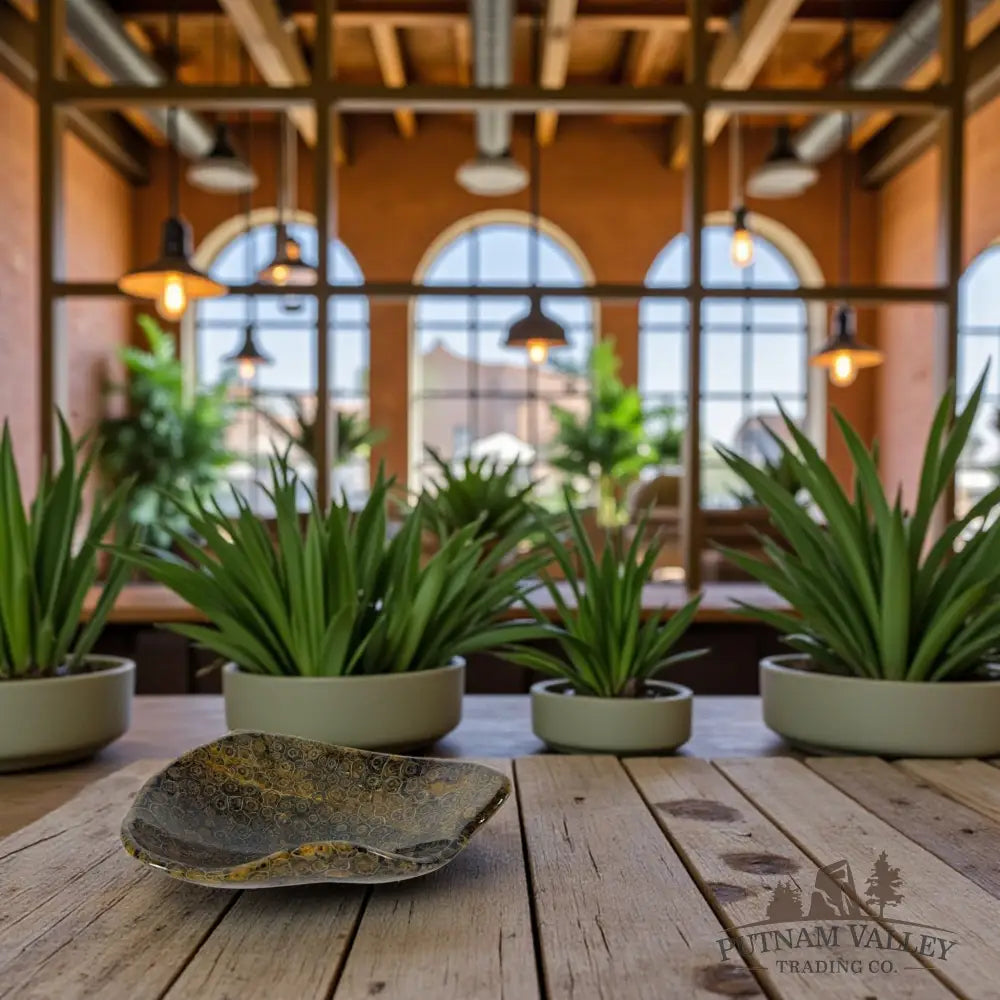 Coral Fossil Bowl Fossil Bowl
