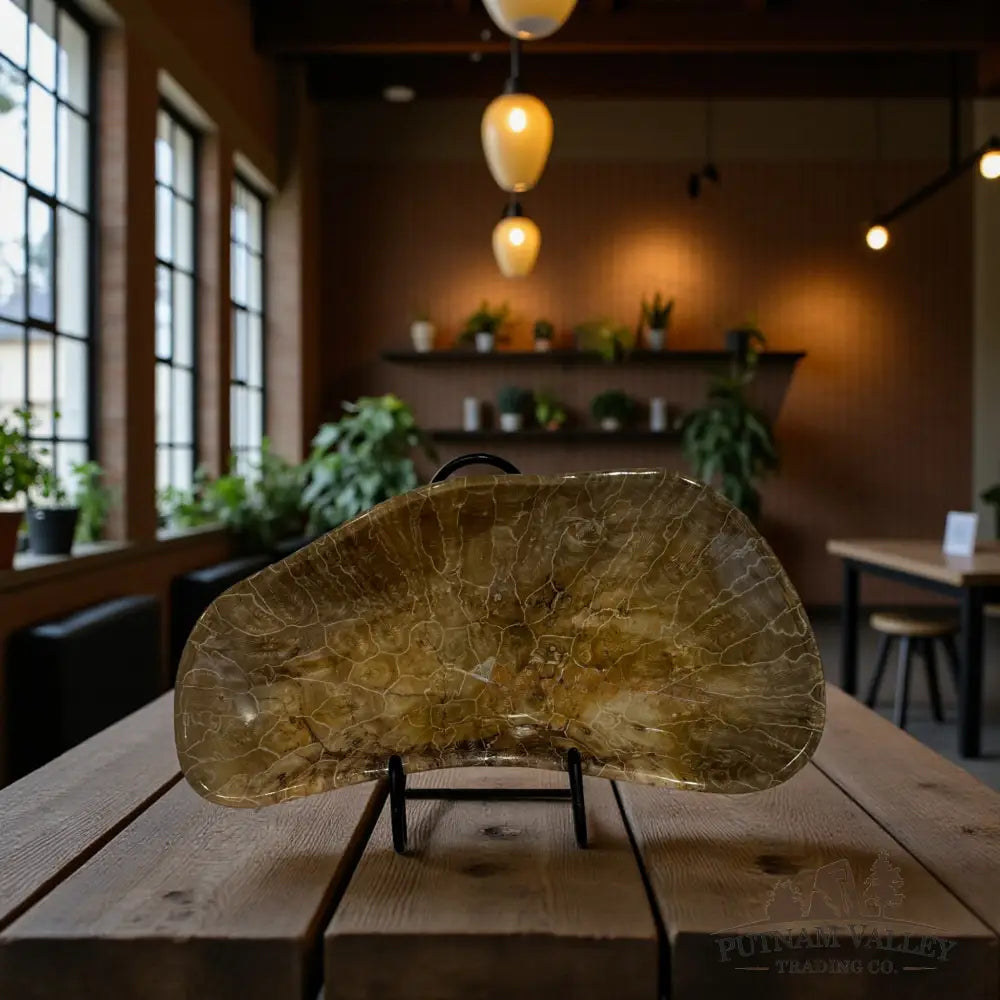 Coral Fossil Bowl Fossil Bowl